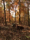 Walking in the Woods in the Fall in Georgia with Chesapeake Bay Retreiver Royalty Free Stock Photo