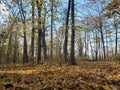 Walking in the Woods at Pittock Trail Royalty Free Stock Photo