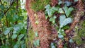 Walking in the woods. Trunks and tree stumps covered wild ivy and moss in a selective focus Royalty Free Stock Photo