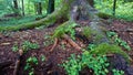 Walking in the woods. Trunks and tree stumps covered wild ivy and moss in a selective focus Royalty Free Stock Photo