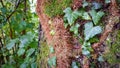 Walking in the woods. Trunks and tree stumps covered wild ivy and moss in a selective focus Royalty Free Stock Photo