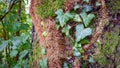 Walking in the woods. Trunks and tree stumps covered wild ivy and moss in a selective focus Royalty Free Stock Photo