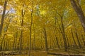 Walking Into a Yellow Forest