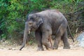 Walking young elephant Royalty Free Stock Photo