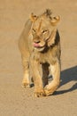 Young male African lion walking, Kalahari desert, South Africa