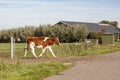 Walking young red and white calf, cow, breed of cattle MRIJ, the Netherlands, running out of a green meadow to the road. Royalty Free Stock Photo