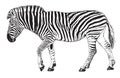 Sketch of a Walking Zebra