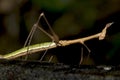 Walkingstick - Ecuador