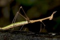 Walkingstick - Ecuador Royalty Free Stock Photo