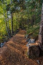 Walk path in a forest in Sweden Royalty Free Stock Photo