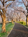 A walkpath in Japanese park surrounded by cherry blossom trees Royalty Free Stock Photo