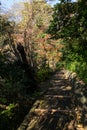 Walkpath and stone stairs in garden Royalty Free Stock Photo