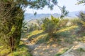 Walkpath in the trees