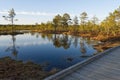 Walks through a swamps along a wooden trail among moss and pines. Nature reserve in Estonia. Royalty Free Stock Photo