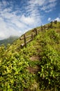 Walkway in the alpine grassland