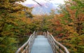 Walkway amongst beautiful fall foliage in Los Glaciares National Park, Santa Cruz Province, Patagonia, Argentina Royalty Free Stock Photo