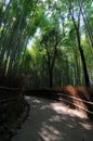 The walkway at the Arashiyama Bamboo Forest in Japan Royalty Free Stock Photo