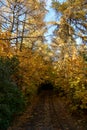 Walkway in autumn park among young maple trees with golden foliage and tall larch trees. Road to the fairytale Royalty Free Stock Photo