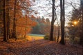 Walkway in the autumnal forest at sunset