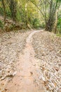 Walkway in the bamboo forest, Filled with fallen dry leaves on t Royalty Free Stock Photo