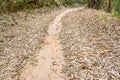 Walkway in the bamboo forest, Filled with fallen dry leaves on t Royalty Free Stock Photo