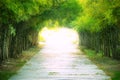 Walkway with bamboo forest. Royalty Free Stock Photo