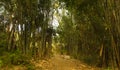 Walkway in bamboo rain forest Royalty Free Stock Photo