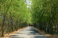 Walkway between bamboo tree arches in attraction place