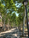 Walkway and bike path through an allee of trees. Royalty Free Stock Photo