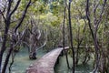 Walkway / Boardwalk through the mangroves, New Zealand