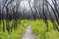 Walkway through burned bush with fresh green growth in Australia. Royalty Free Stock Photo