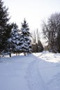 Walkway in the city park in winter. Snow on spruce branches in winter. Tall snow-covered fir trees. Beautiful winter landscape