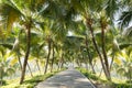 Walkway with coconut tree in the garden Royalty Free Stock Photo