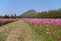 Walkway between cosmos flower in field with mountain background Royalty Free Stock Photo