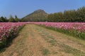 Walkway between cosmos flower in field with mountain background Royalty Free Stock Photo