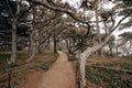 Walkway through dark cypress forest at Point Lobos State Natural Reserve, California Coastline Royalty Free Stock Photo