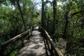 Walkway through the everglades