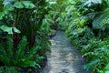 Walkway Through Fern Jungle