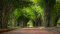 Walkway flanked on both sides with a bamboo forest Royalty Free Stock Photo