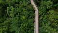 Walkway in the forest on bird eye view Royalty Free Stock Photo