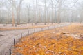 Walkway in forest disappearing in strong fog Royalty Free Stock Photo