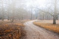 Walkway in forest disappearing in strong fog Royalty Free Stock Photo