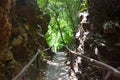 walkway in the forest Royalty Free Stock Photo