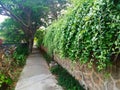 A walkway in the garden filled with Lee Kwan Yew creepers Royalty Free Stock Photo