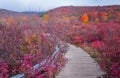 Walkway Through Graveyard Fields in North Carolina