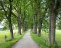 Walkway through green oak alley to lookout tower Aussichtsturm Ebersberg Royalty Free Stock Photo