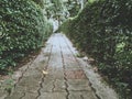 The walkway with green trees, brick walkways.vintage style