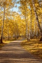 Walkway Lane Through Beautiful Fall Forest in City Park