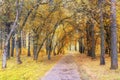 Walkway Lane Through Beautiful Fall Forest in Park