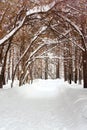 Walkway Lane Through Beautiful Winter Forest in Park